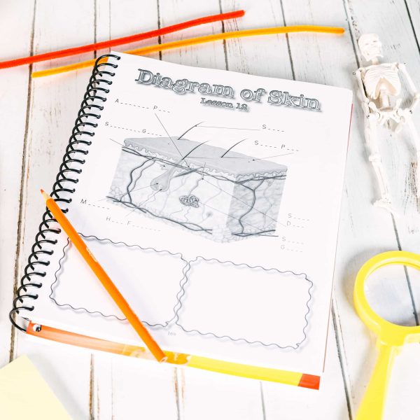 Anatomy Junior Notebooking Journal - Image 3