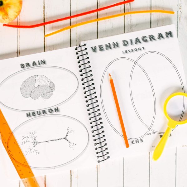 Anatomy Junior Notebooking Journal - Image 6