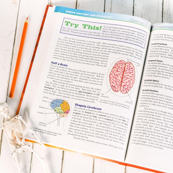 Anatomy Textbook - Image 3